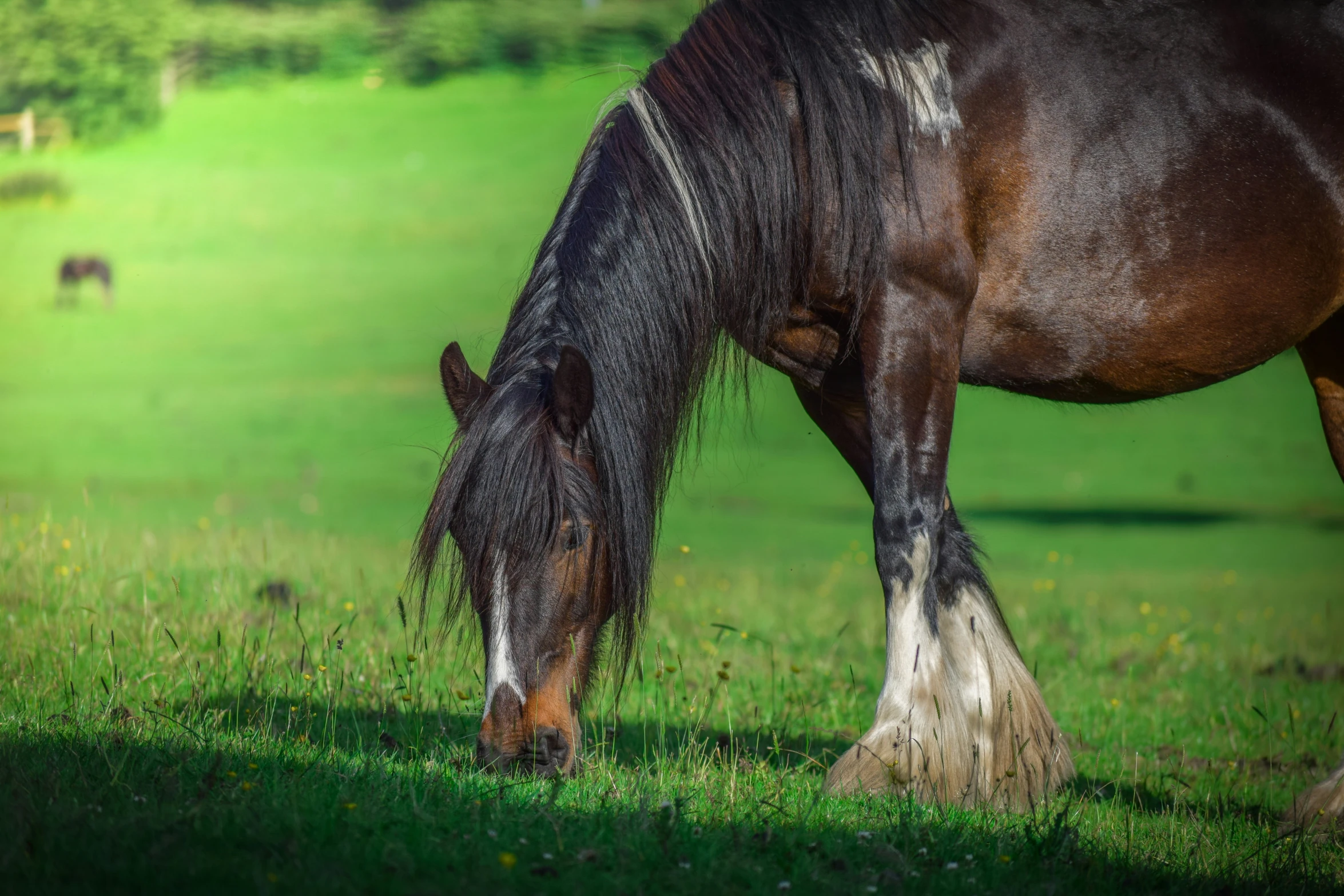 the brown horse is grazing on the grass