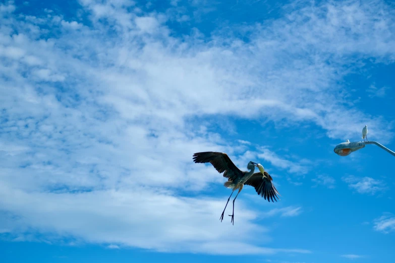 an eagle flying over two streetlights under a blue sky