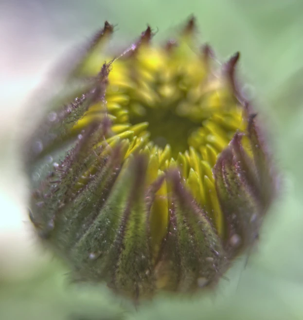 a closeup po of an open plant with water droplets