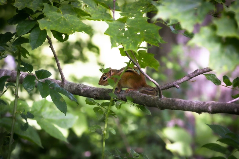 a small animal is on a nch among trees