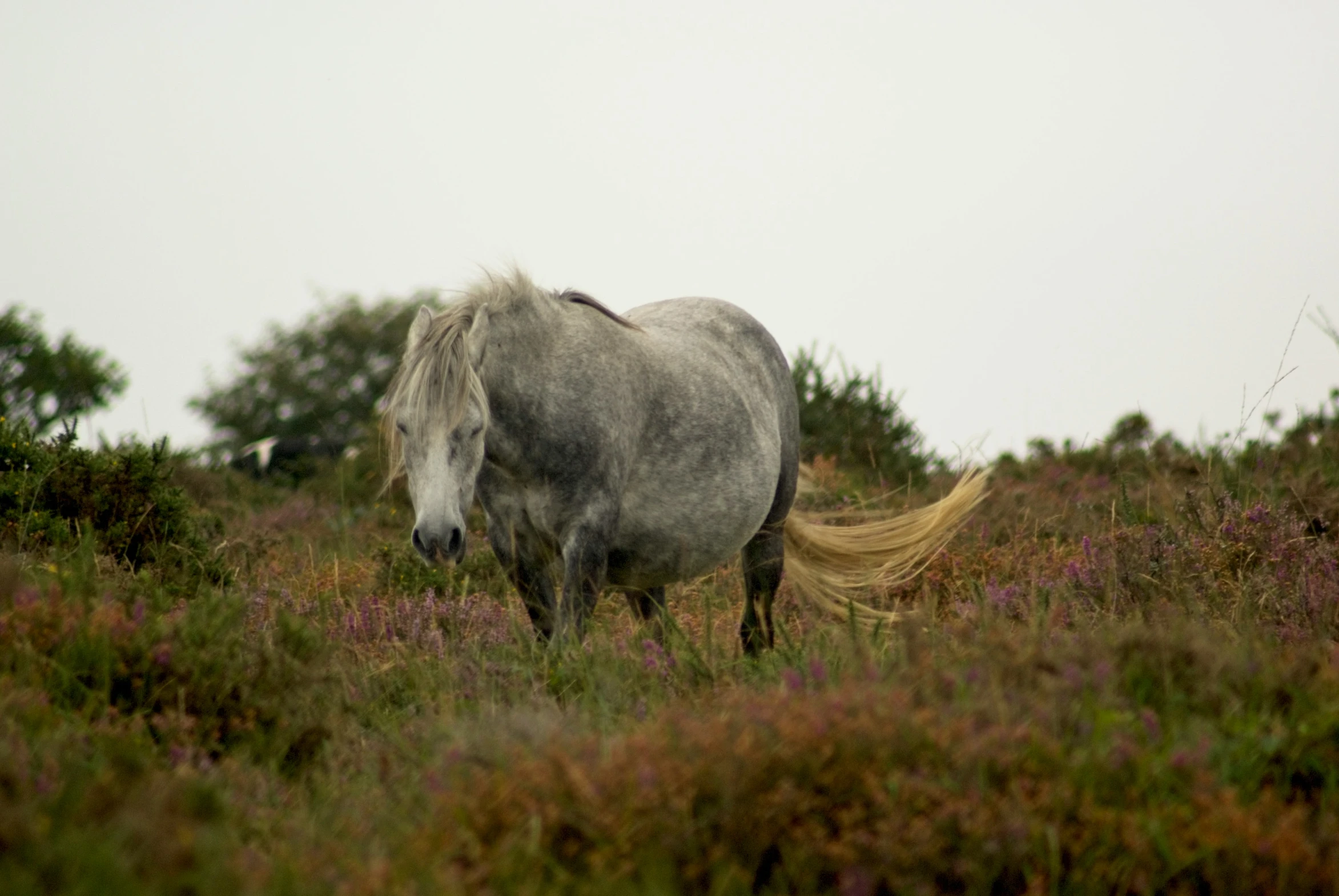 a white horse standing in a field near bushes