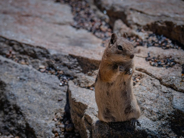 small squirrel standing on rock ledge next to grass and flowers