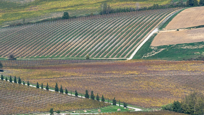 aerial view of a farm with several rows of green trees