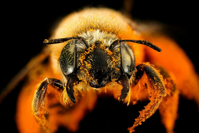 a yellow and black bee is sitting on an orange piece
