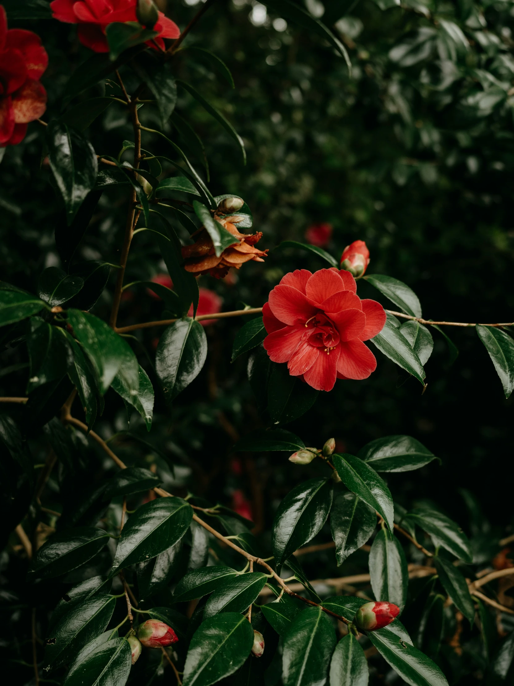 a red flower with leaves and red flowers