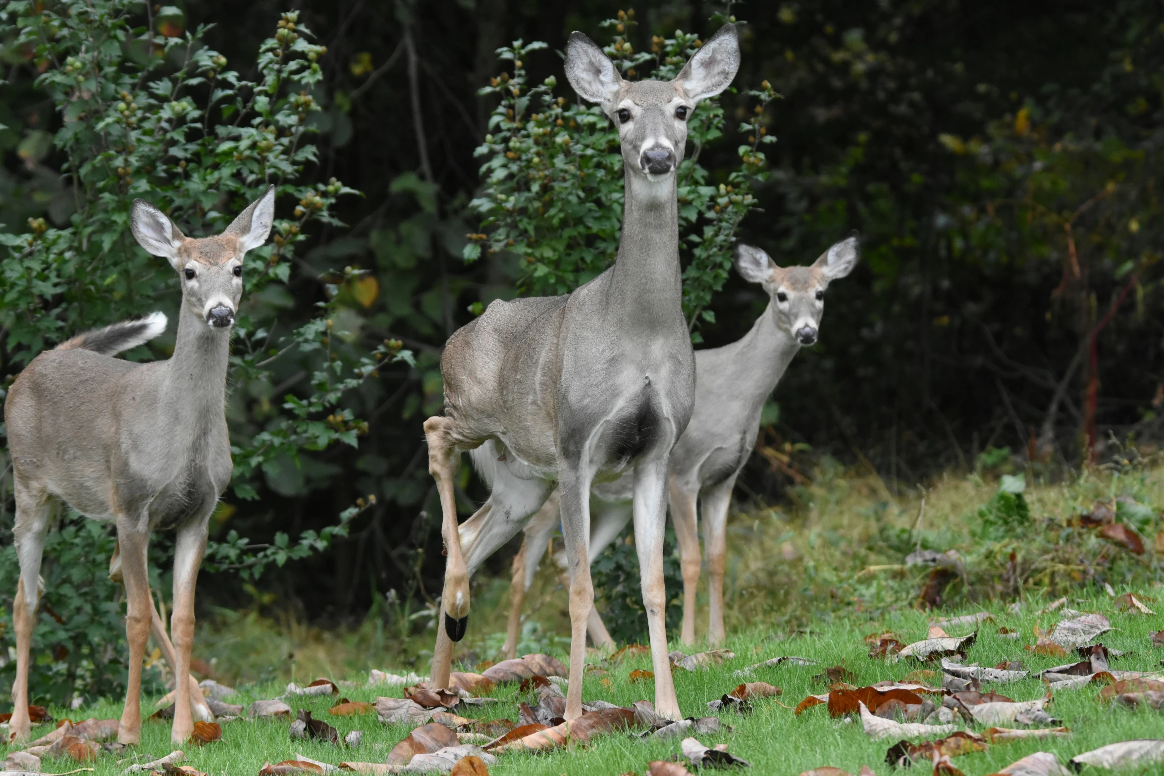 two deer standing on the side of a lush green forest