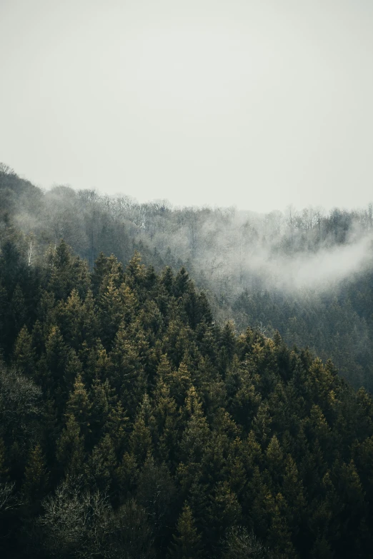 the tops of trees on a hill covered in thick fog