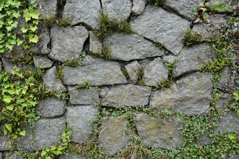 a stone wall with creeping vines growing all over it