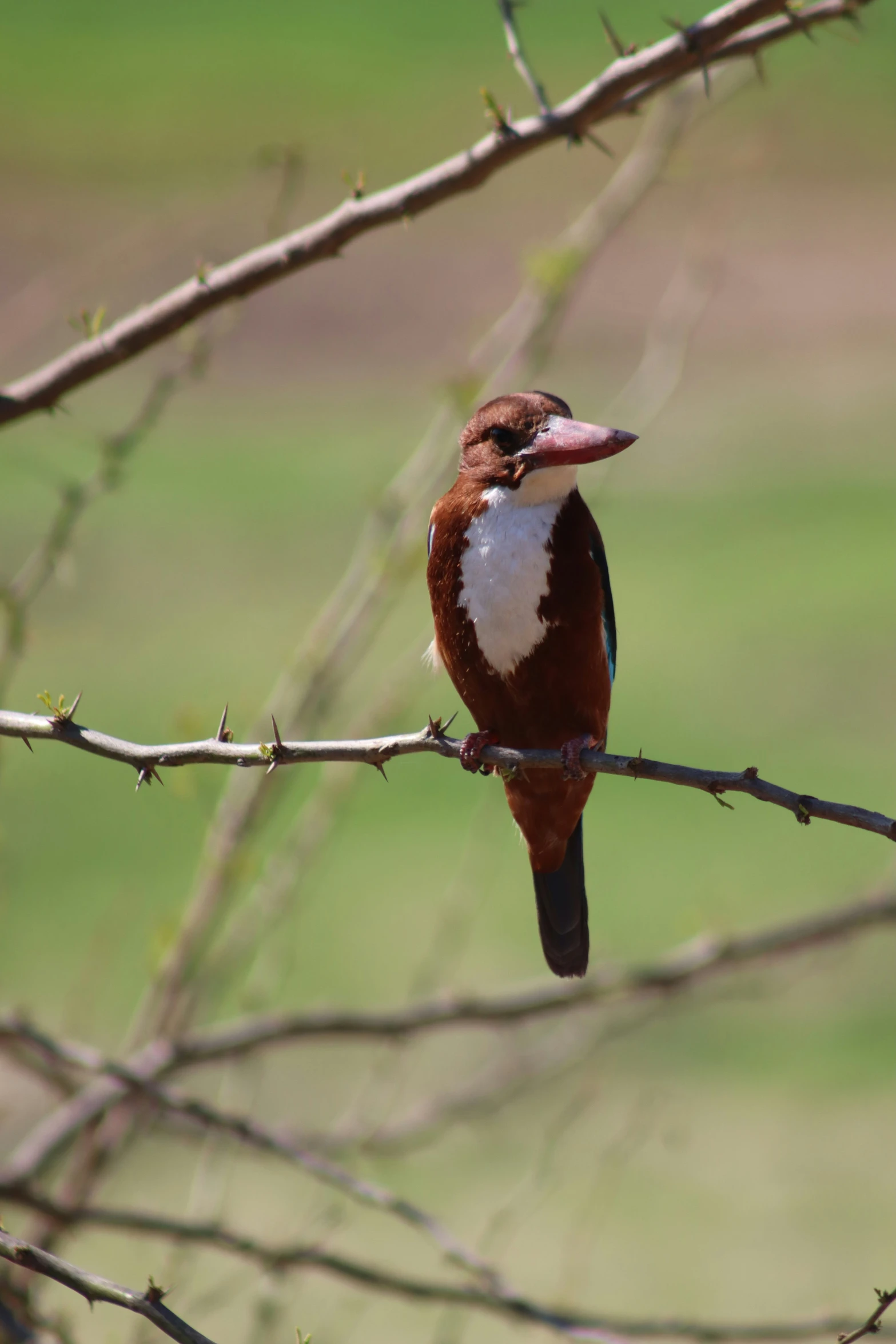 a bird sitting on a nch outside