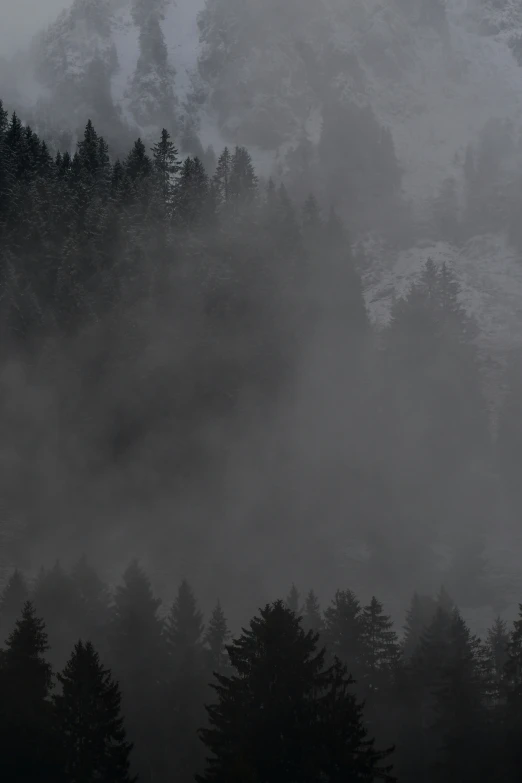 a cloudy mountain with evergreen trees on the foreground