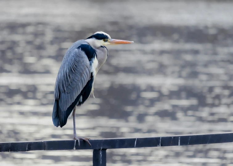 a heron sitting on a railing looking out over water