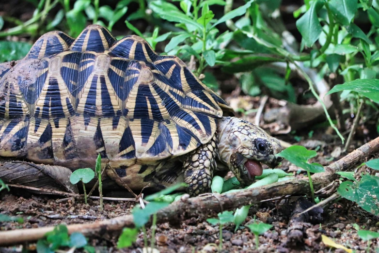 an image of a tortoise walking on the ground