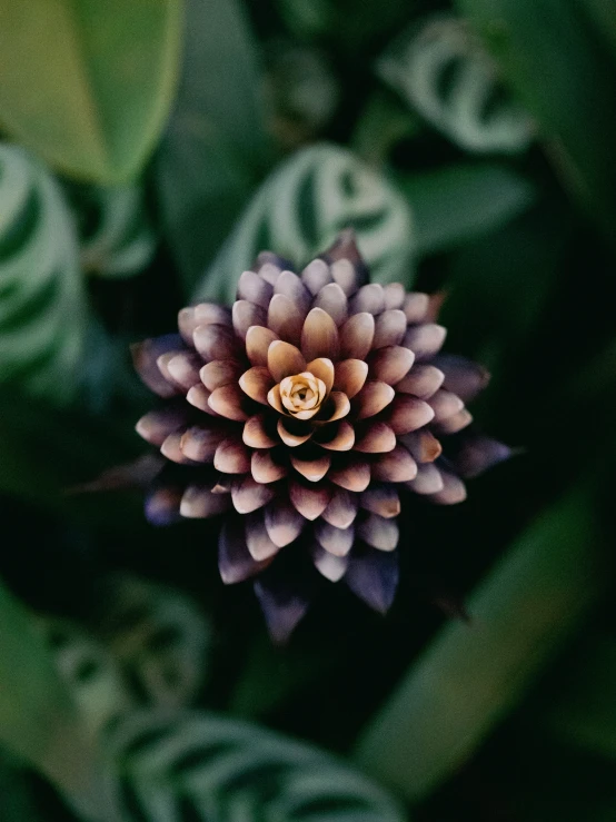 small brown flower in the middle of green leaves