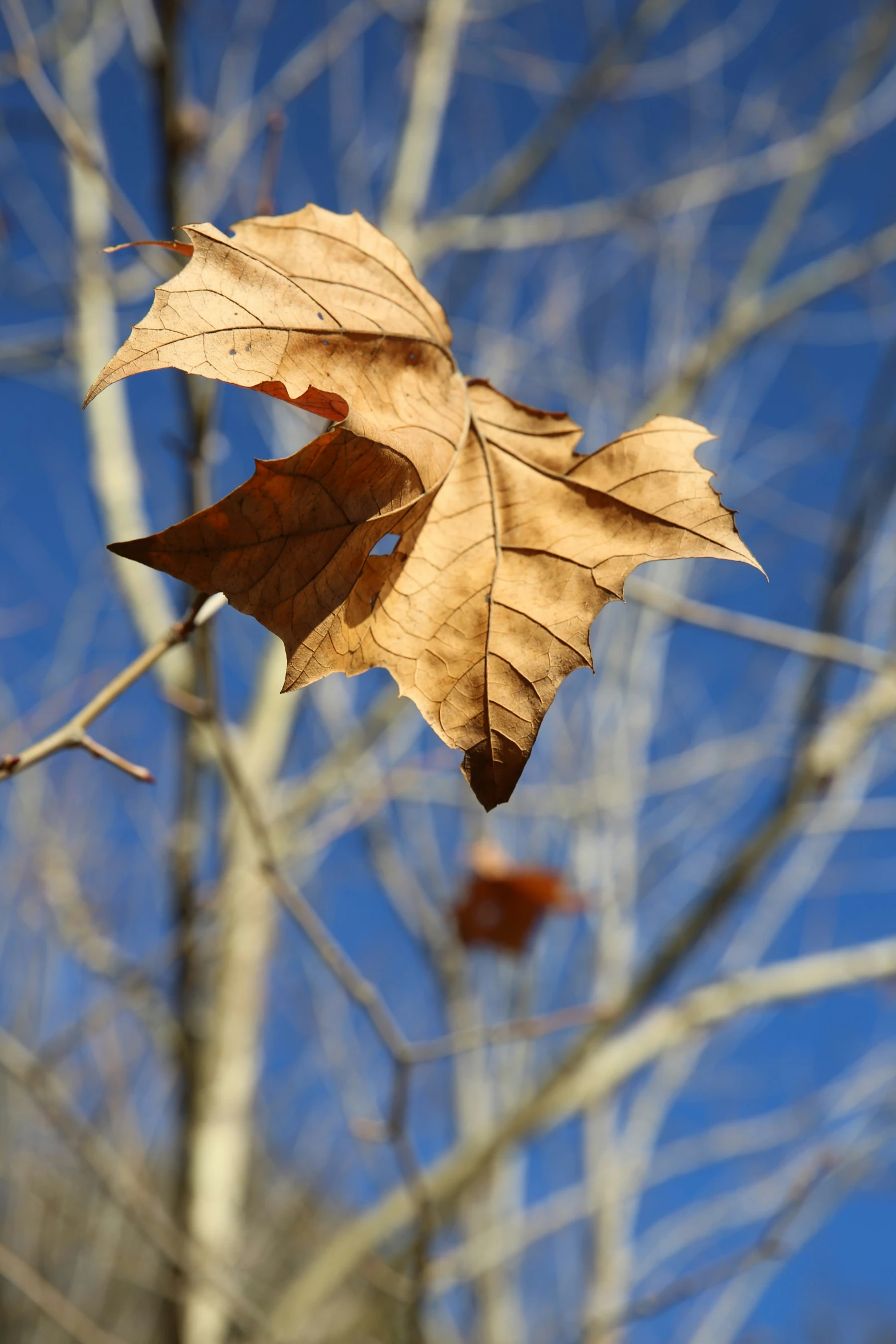 a lone, brown leaf is hanging from a thin tree nch