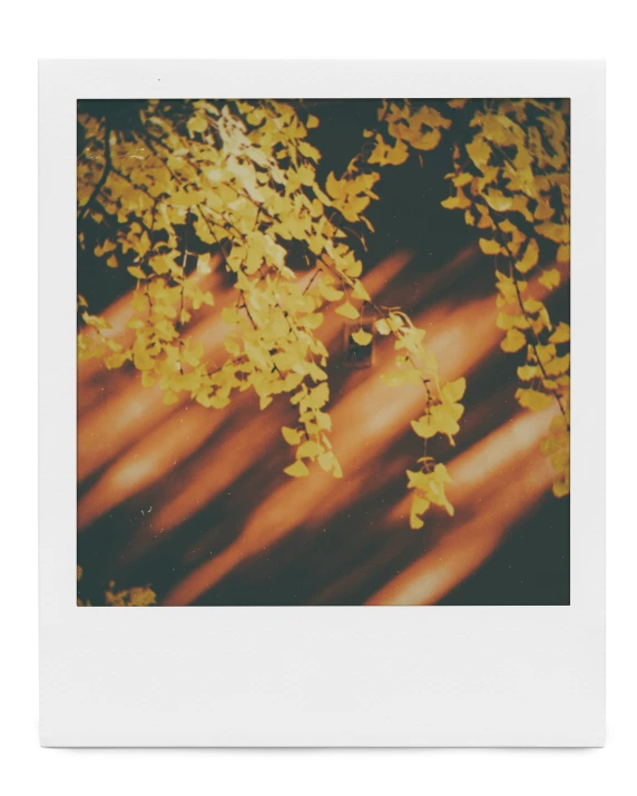 a polaroid image of the underside leaves of an orange tree