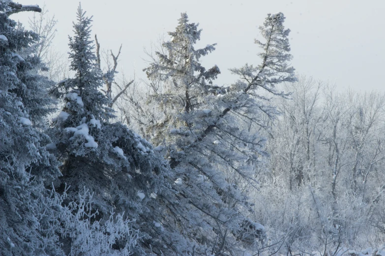 trees covered in snow during winter weather storm