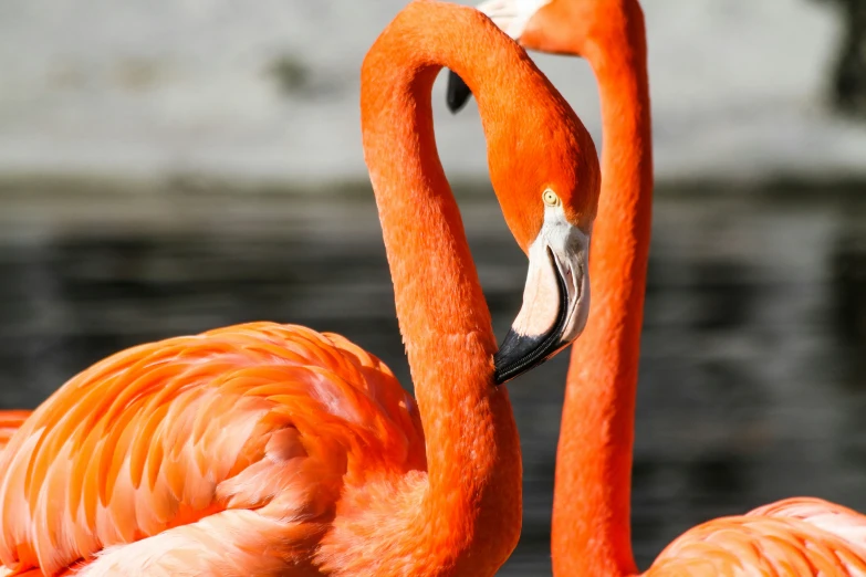 a pink flamingo looking toward soing while standing in the water