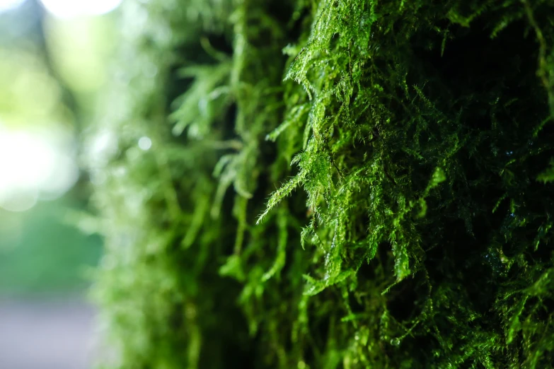 a moss covered wall outside by a sidewalk