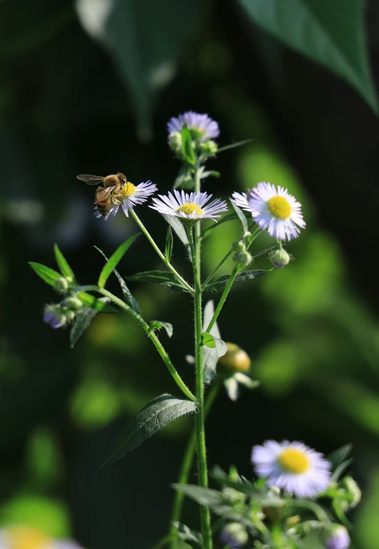 there is a bee that is on a flower