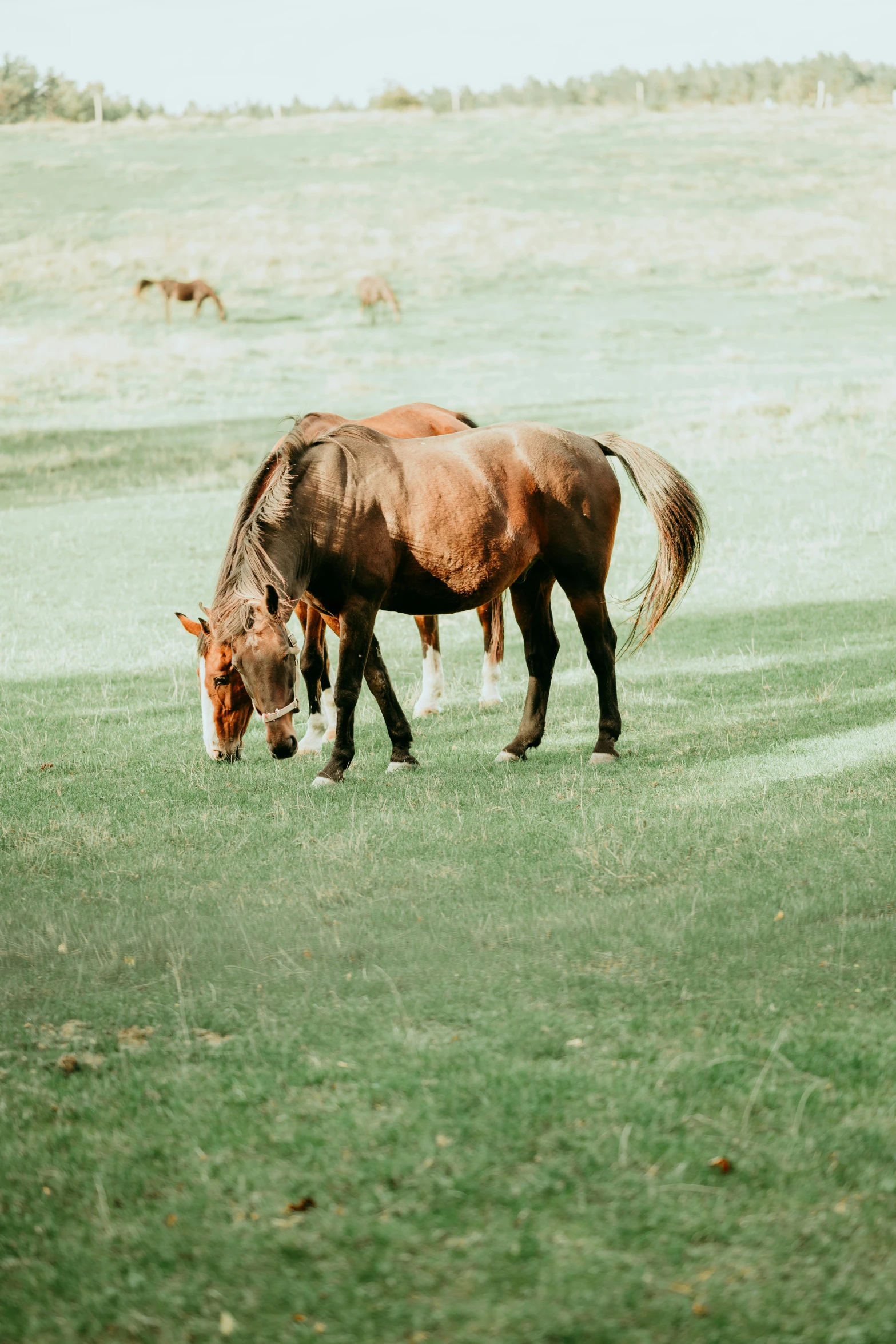 a horse standing in the grass eating grass