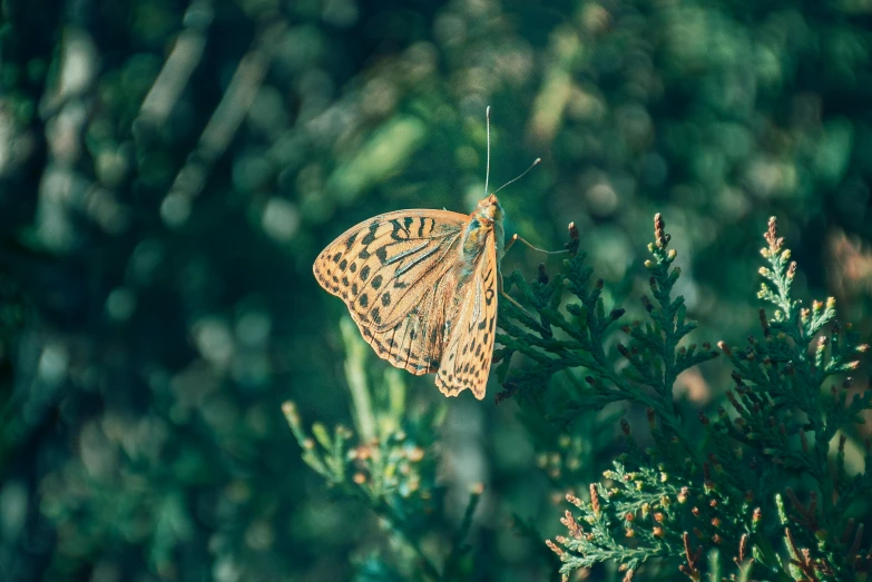 an orange and white erfly sitting on top of a plant