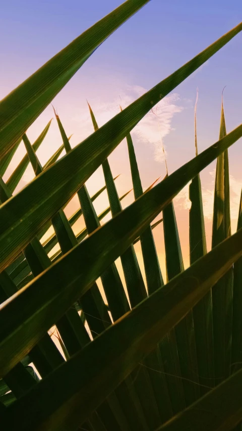 the back end of a large plant with it's leaves