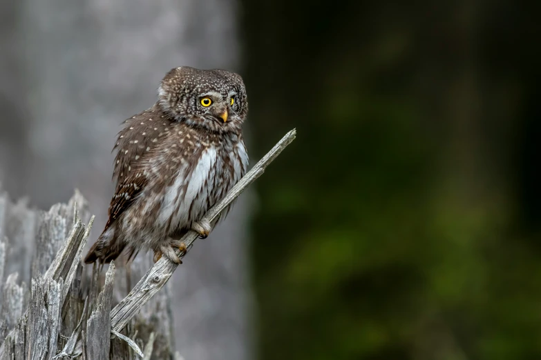 a small owl perched on top of a tree