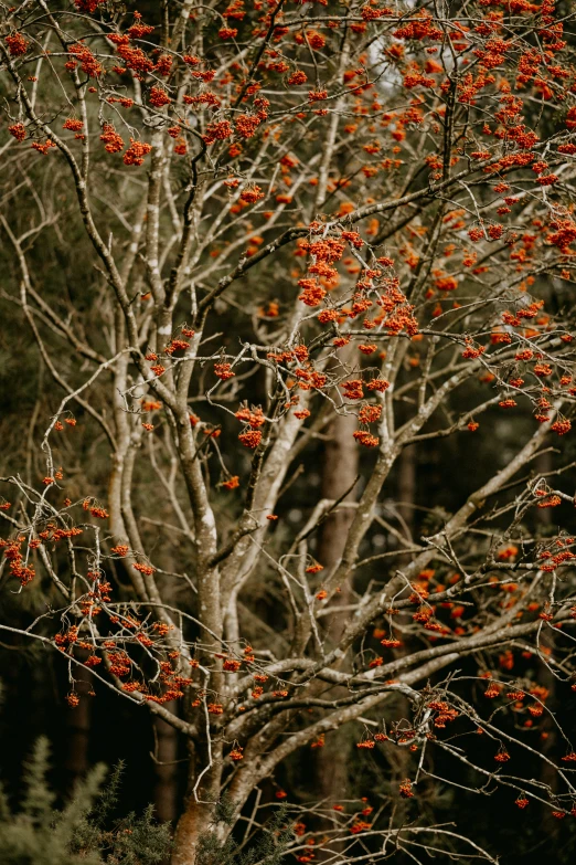 a big leafed tree with bright red berries on it