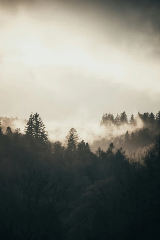 several pine trees are visible on a foggy day