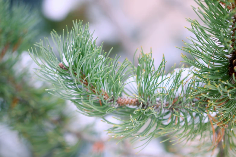 the nch of a pine tree that is being used as an evergreen plant