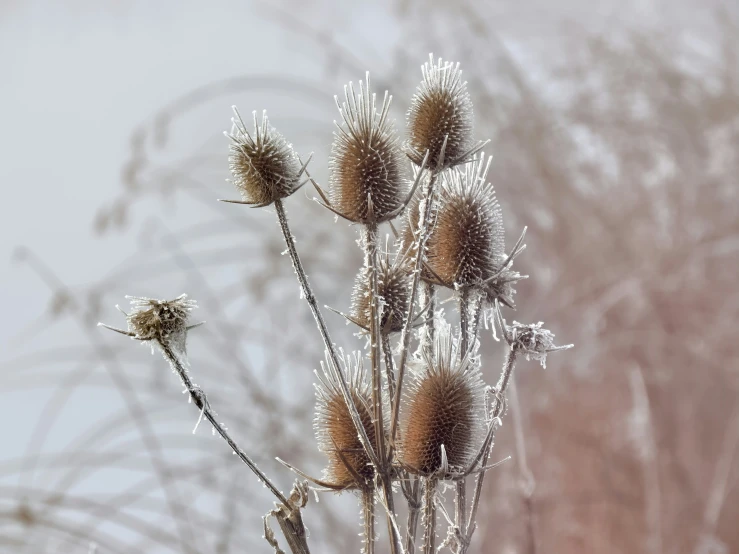 small flowers in a field that is very frost