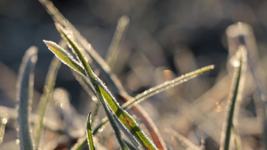 frosted grass and plants in the morning, a few small bites left on it