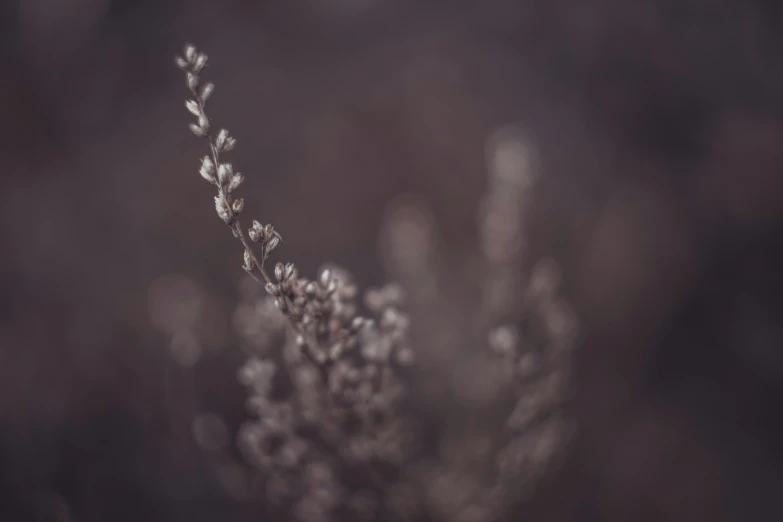 a field of plants with drops of water