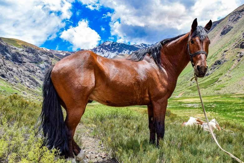 a brown horse standing on top of a grass covered field