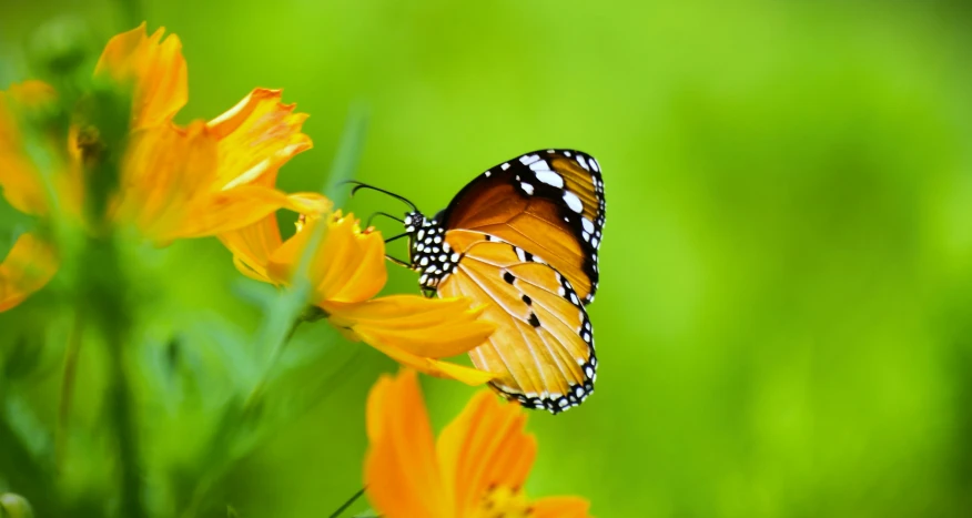 the erfly is standing on an orange flower