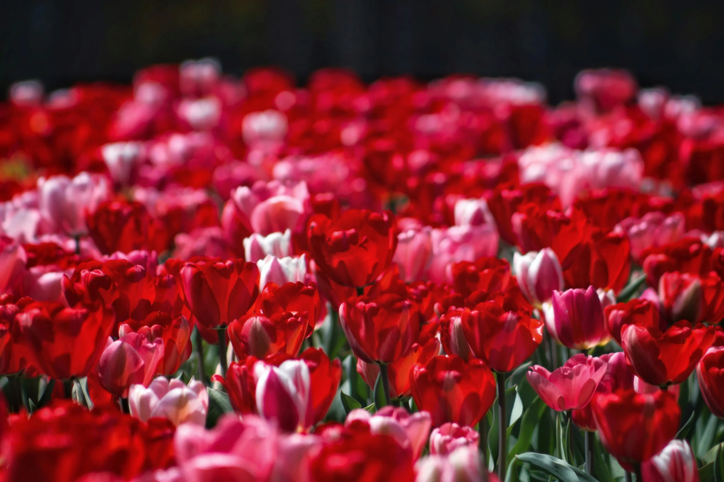 a field with flowers in bloom and all over it