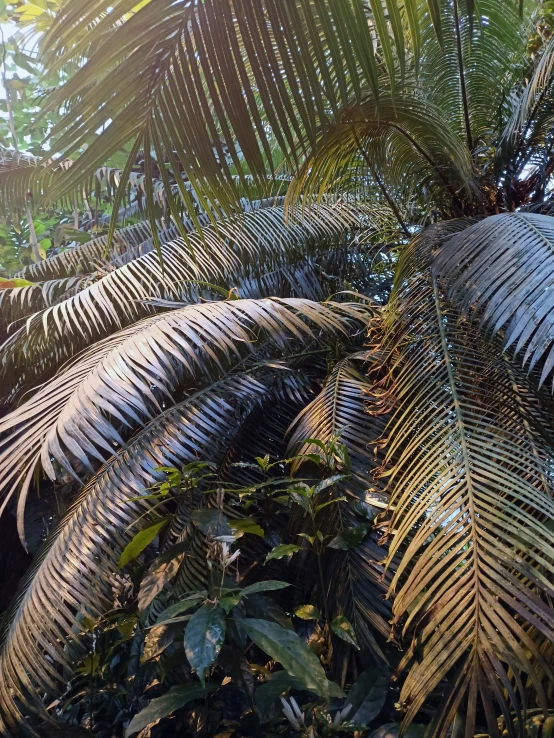 the top of a bunch of plants with trees in the background