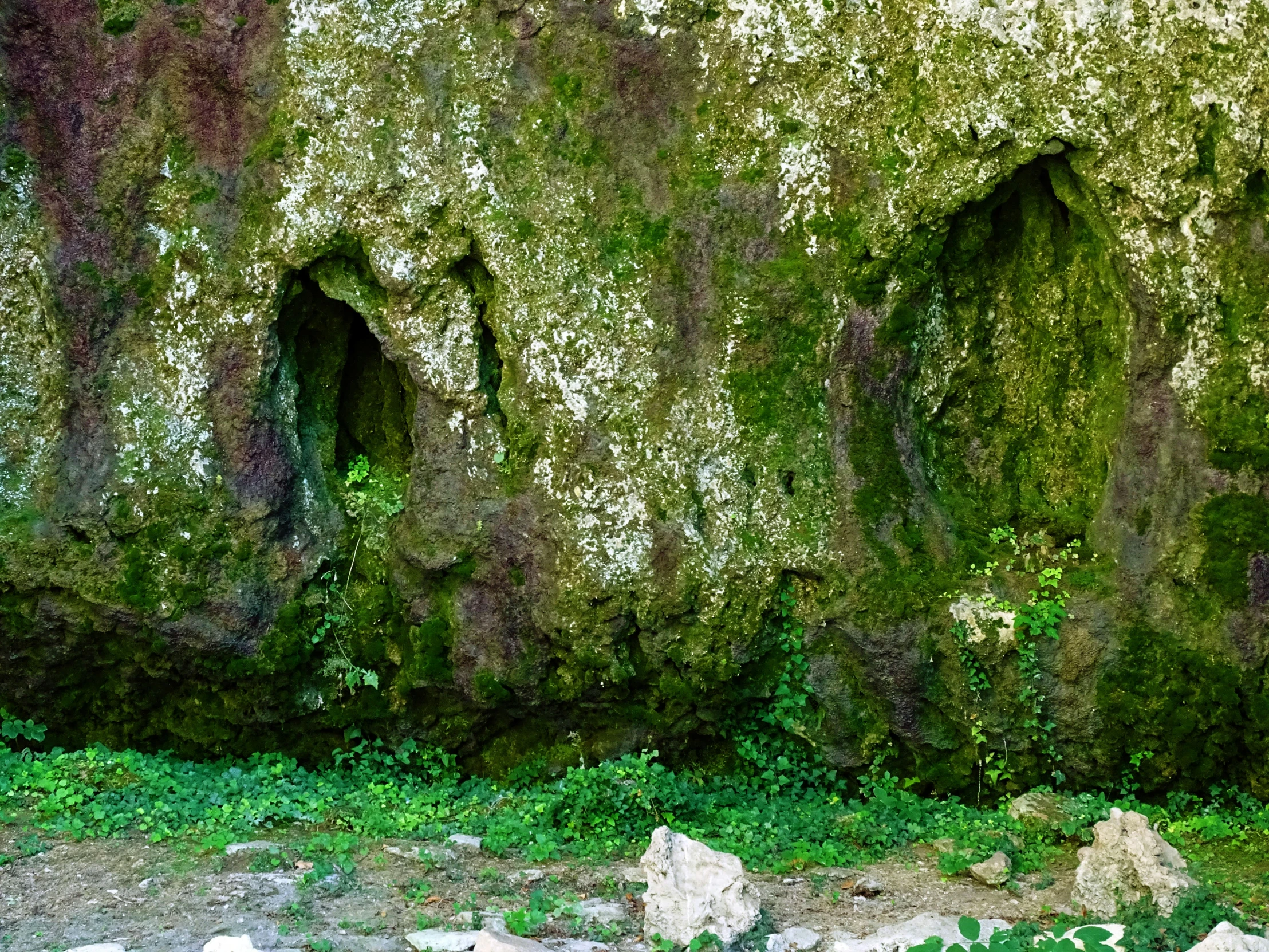 a large moss covered rock wall with some holes in it