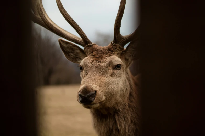 an image of deer head in a field