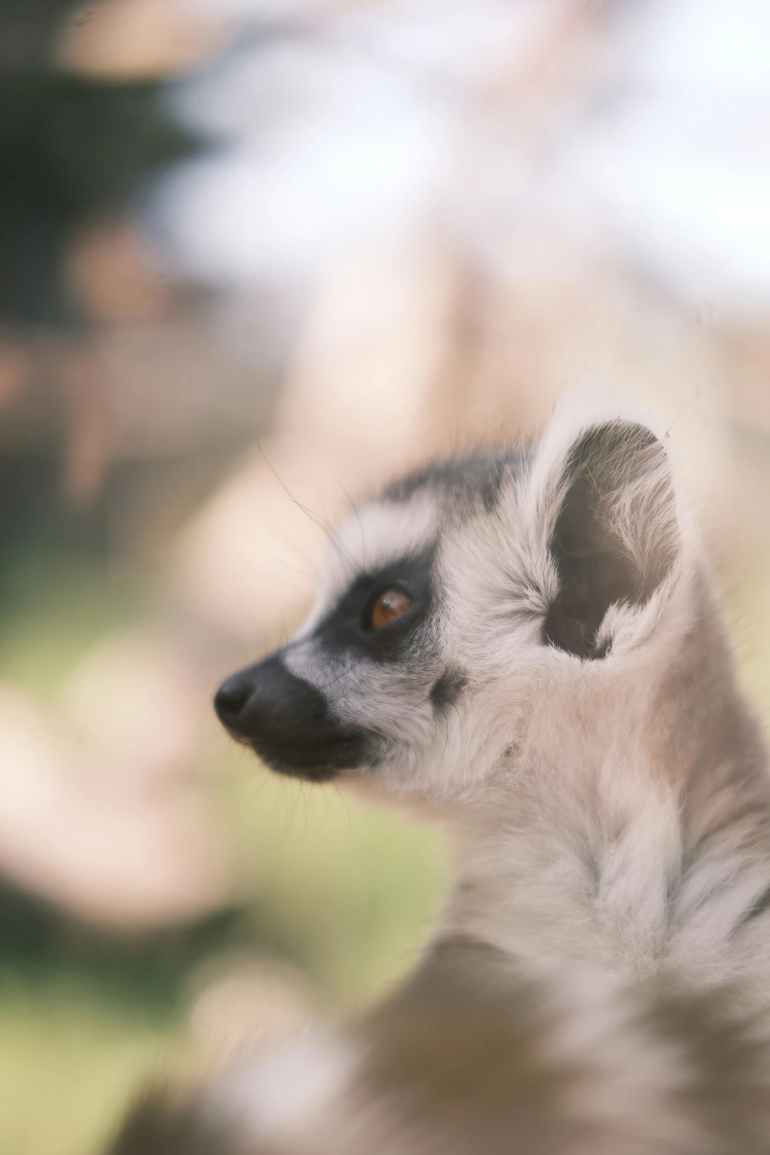 a close up s of the head and chest of a small grey and white animal