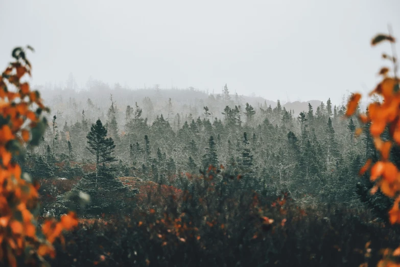 a landscape is seen through some trees that are standing still