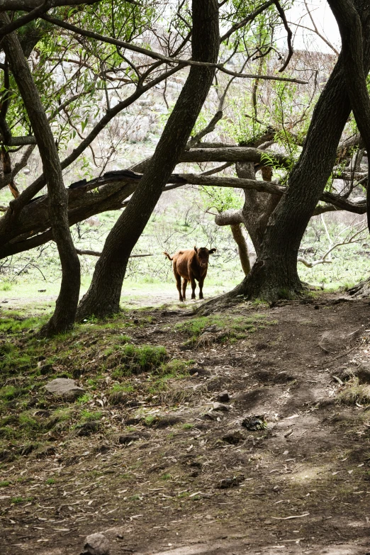 a bull walking away from the woods as trees grow