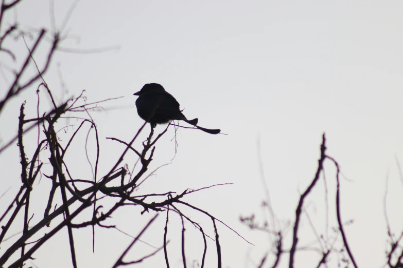 a lone bird sitting in a tree during the day