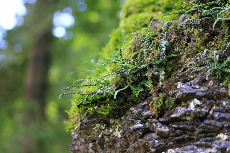 an extreme close up view of moss on a large piece of rock