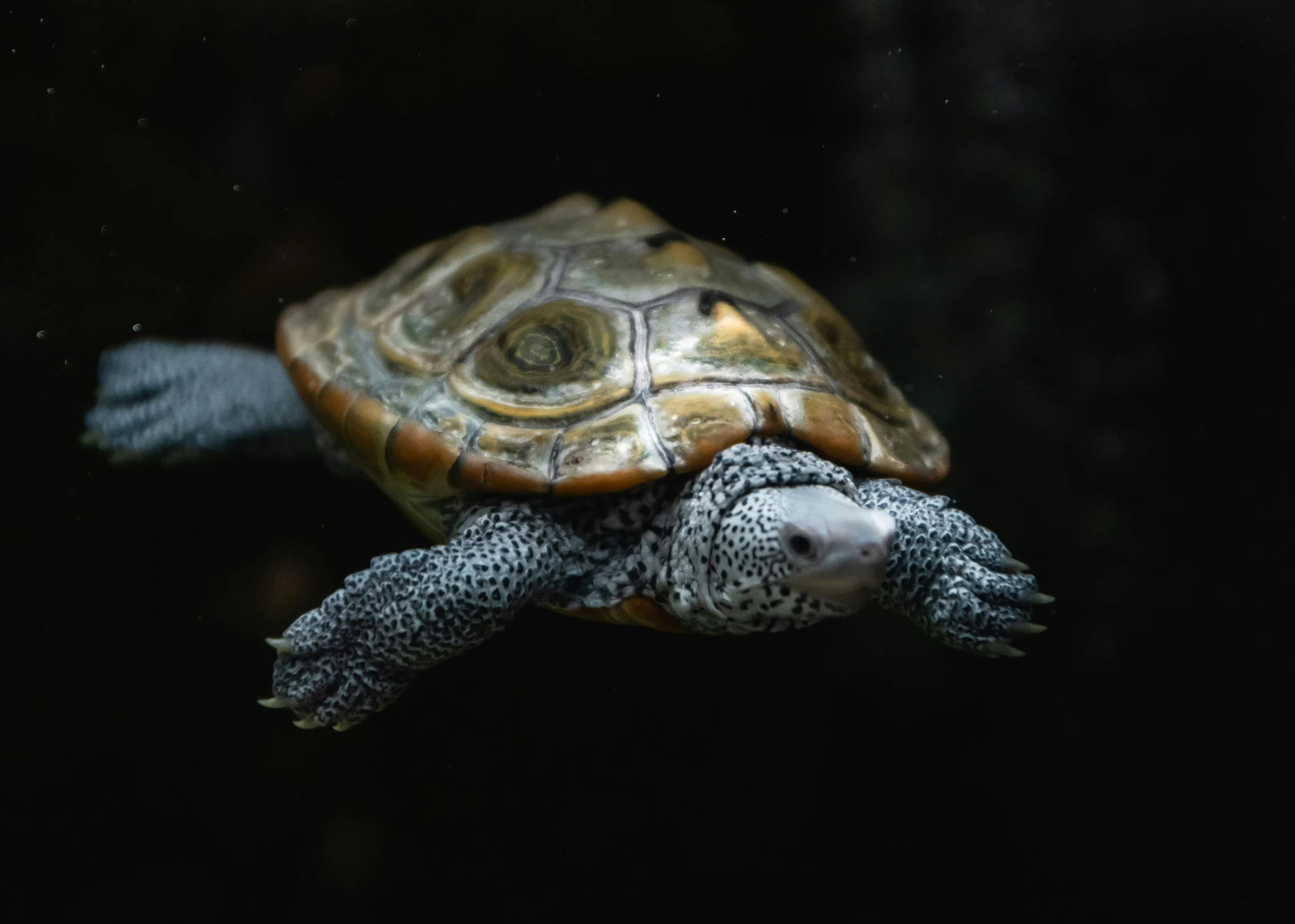 a close up of a turtle swimming on a body of water