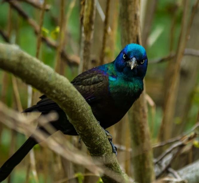 blue bird sitting on tree nch in a forest