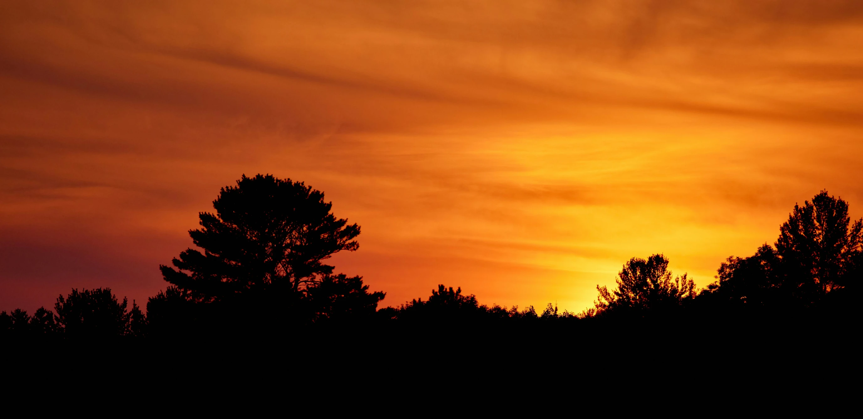 a bird flies as the sun sets over trees