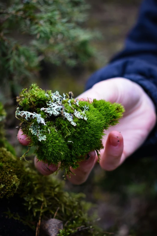 someone is holding out some green moss in their hand