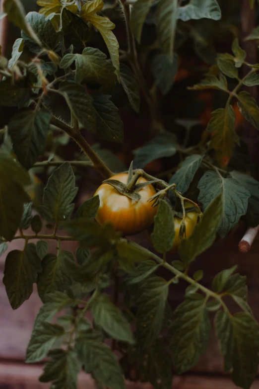 an apple sits on a nch surrounded by leaves