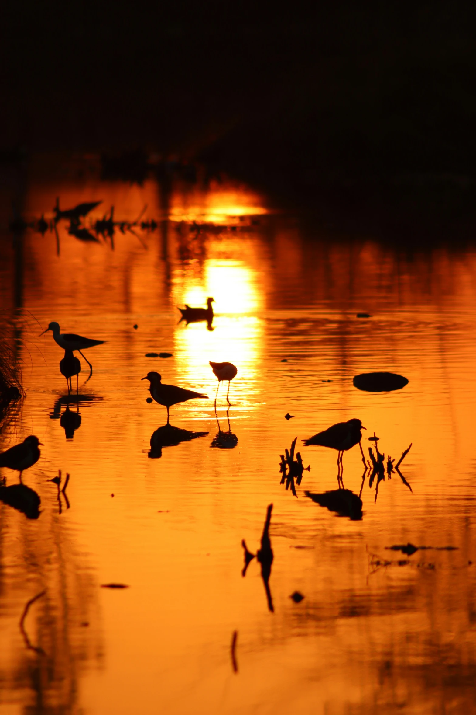 birds in the shallow water as the sun sets